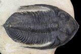 Bargain, Zlichovaspis Trilobite #43460-4